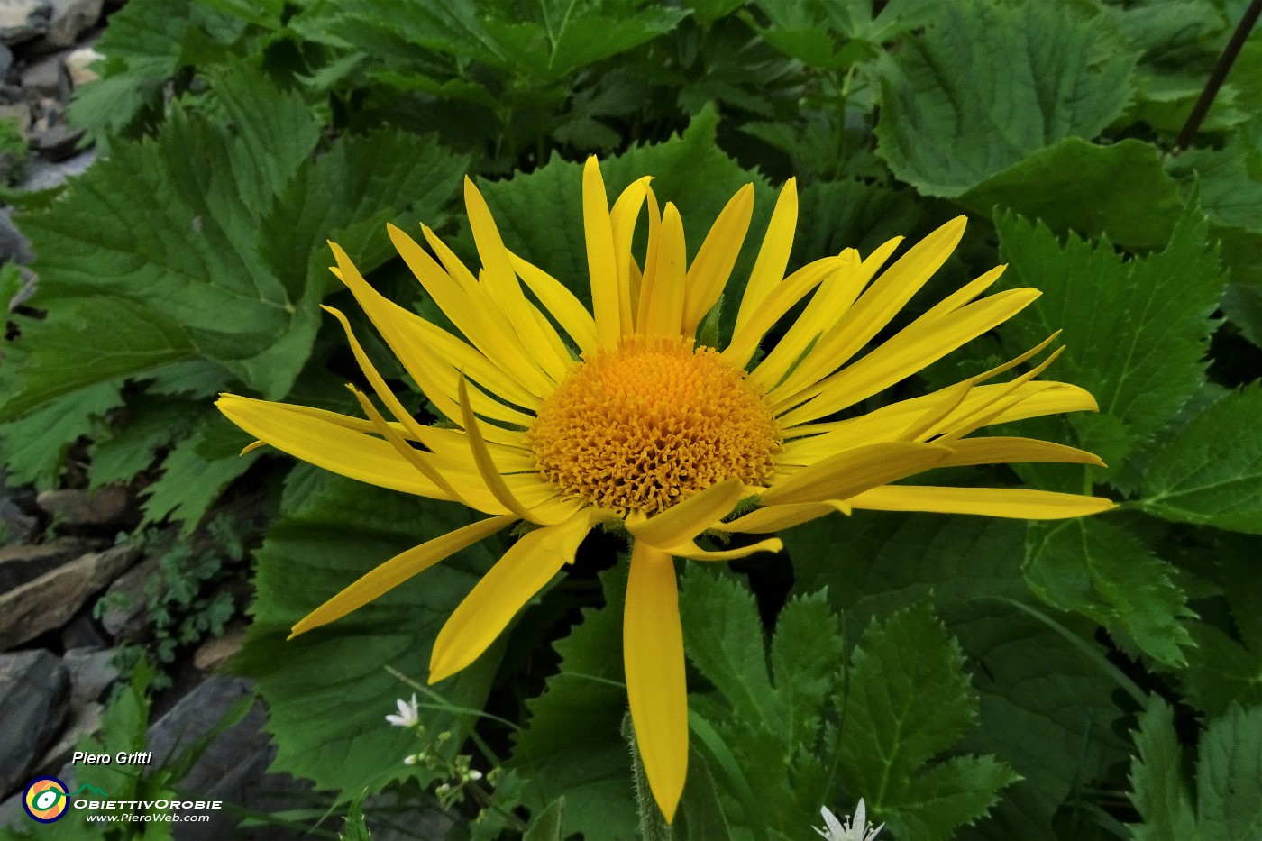 76 Doronico del granito (Doronicum Clusii).JPG